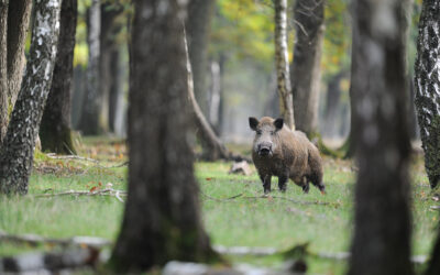 Des chasseurs sachant cuisiner